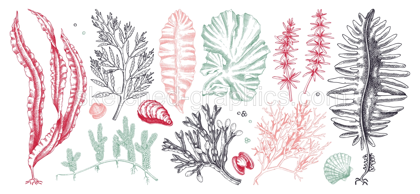 Edible seaweed collection in color. Hand-drawn sea vegetables - kelp, kombu, wakame, hijiki drawings. Underwater algae sketches for Japanese cuisine menu or healthy food ingredients design  Illustration